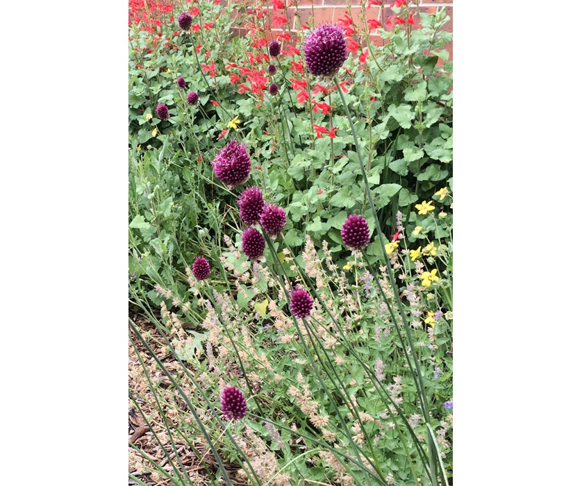 Drumstick Allium